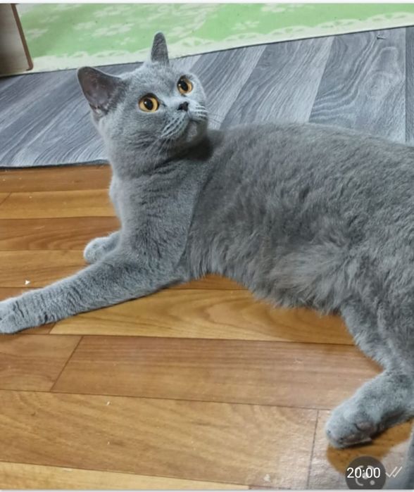 Британская кошка