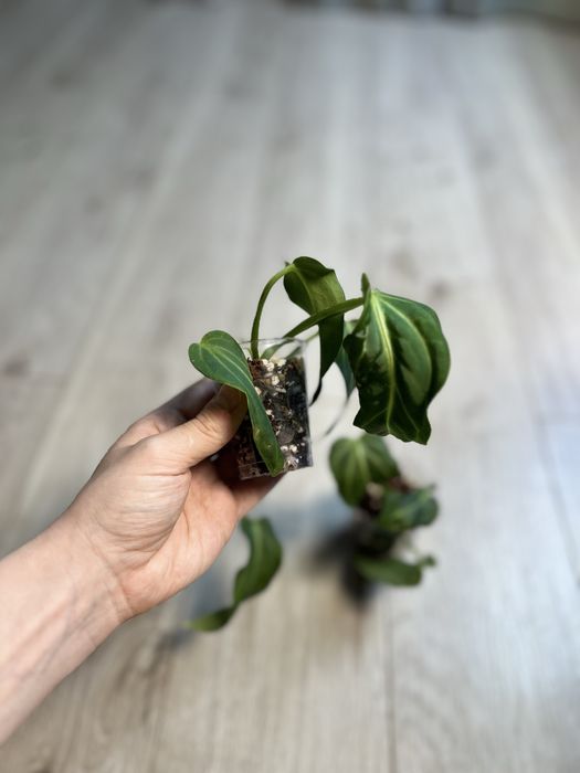 Антуриум Вилленаорум