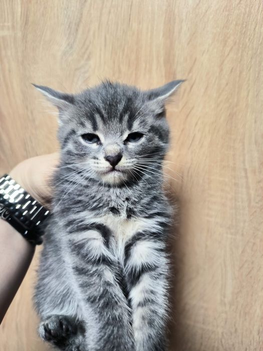 Продам шотландских котят