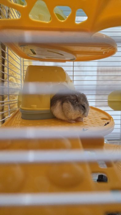 Продам клетку с хомяками