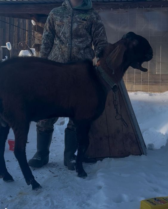 Козел НубоКамори 2.6 года