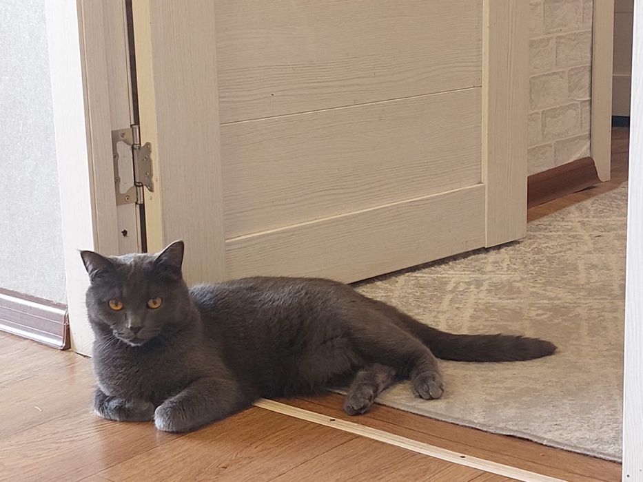 Отдам британского кота