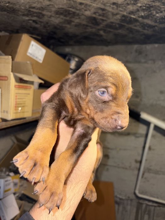 Доберман щенки чистые