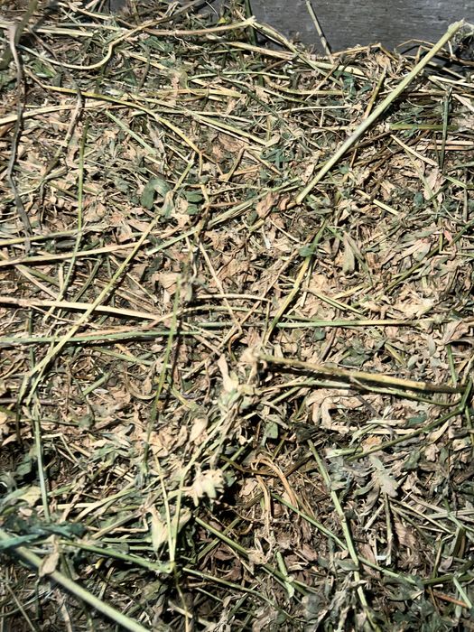 Vand baloti de lucerna/ luțerna