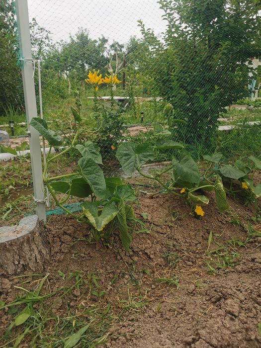 Дача в пос. Алмалы. 8 соток