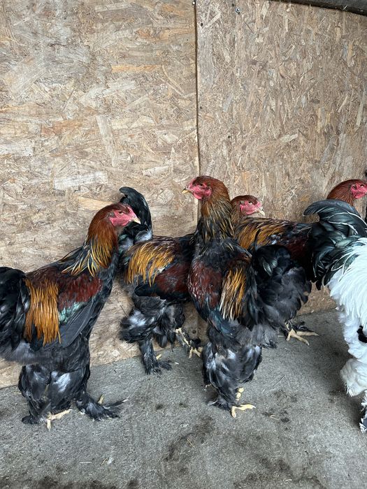 Familie brahma potarnichiu 3+1