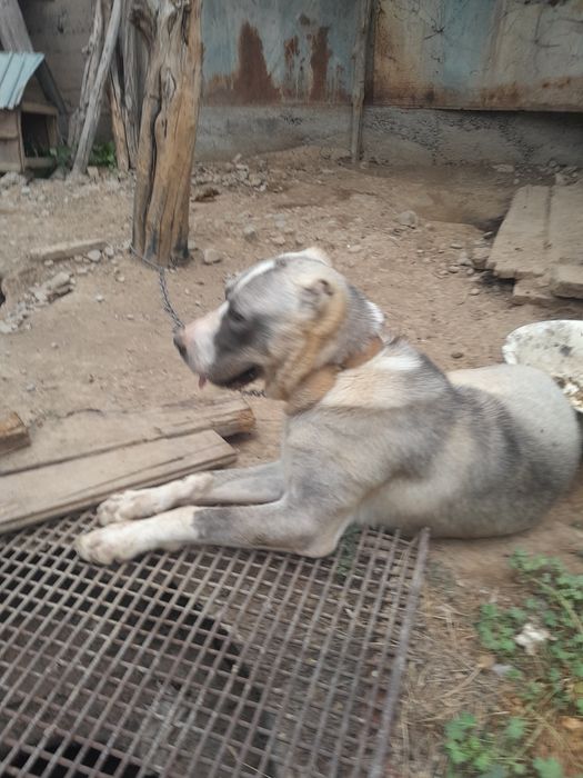 Алабай ит,собака