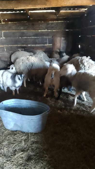Продам овечек 33 головы