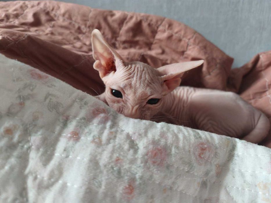 Донской Сфинкс мальчик