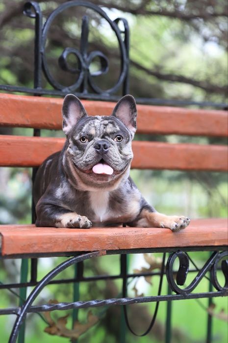 Вязка французский бульдог