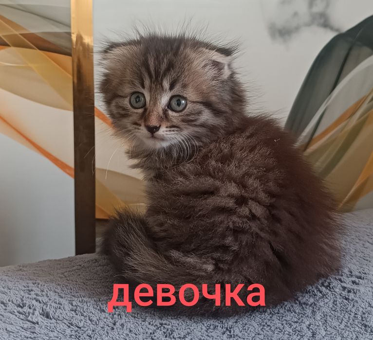Продам веслоухих котят