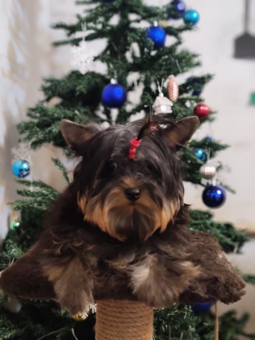 Девочка йоркширский терьер