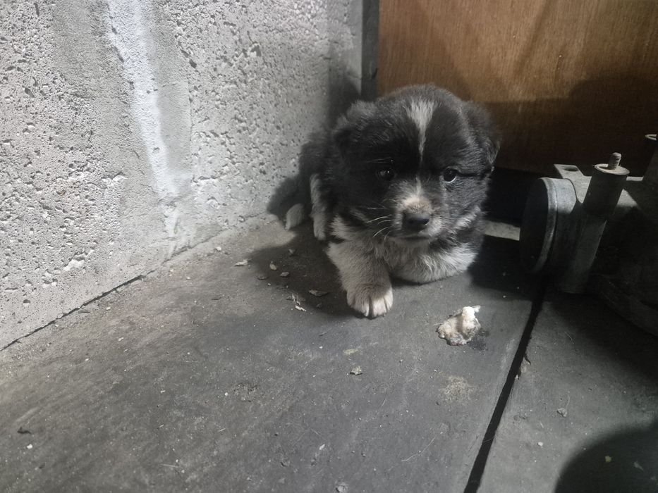 Отдам щенка (девочка)