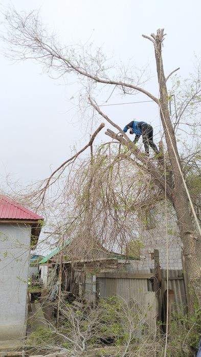 ИП "Спил распил деревьев".