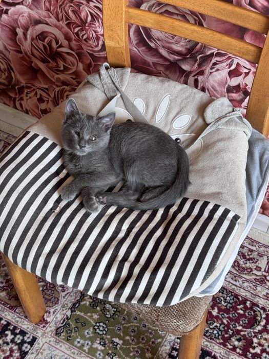Котенок с одним глазом