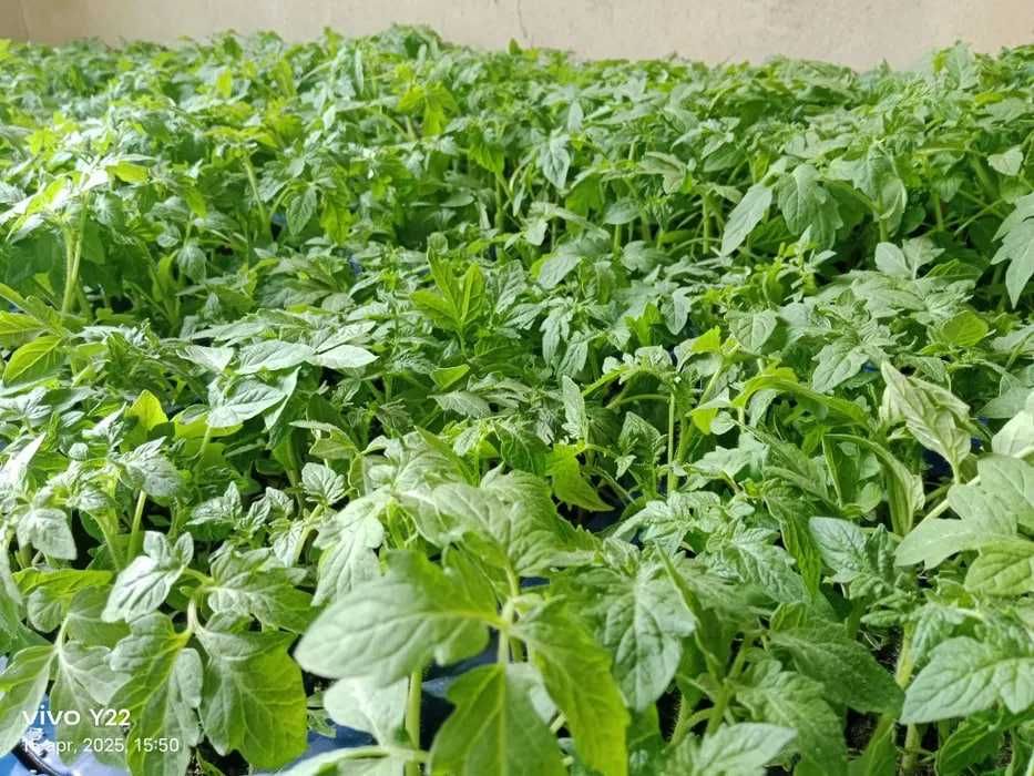 Помидор Кучатлар