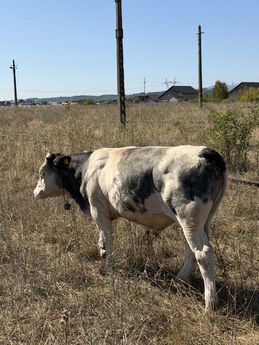 vitel si vitica de vanzare