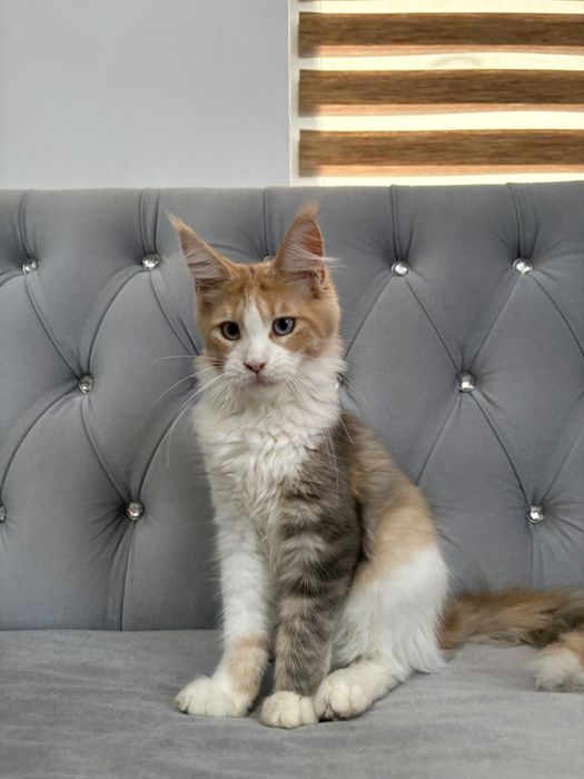 Fetita maine coon