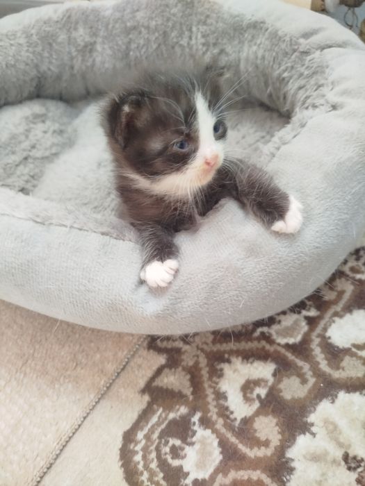 Отдаю котенка бесплатно!