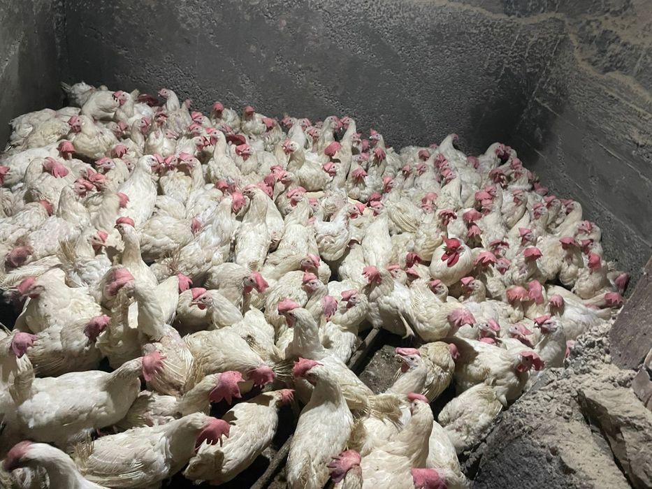 Продаётся куры несушки