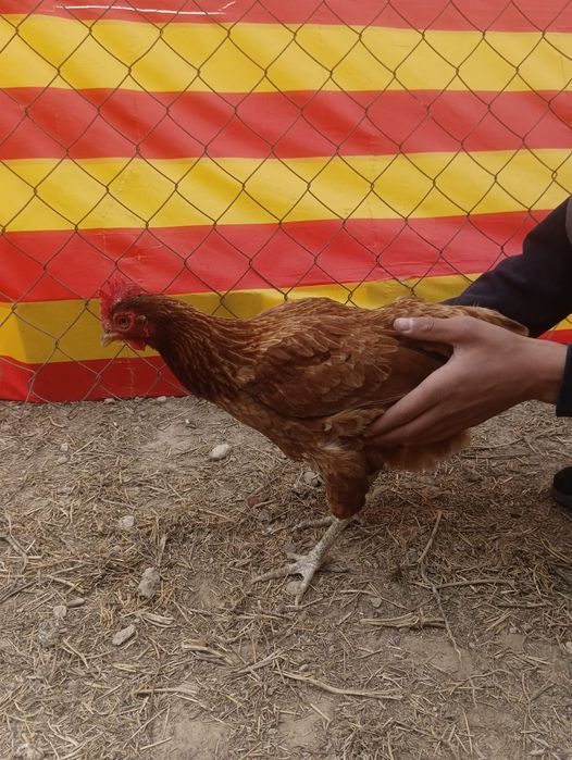 Тауықтар мен қораздар