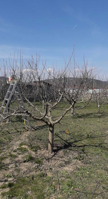 Curați pomi fructiferi în zona tg mures