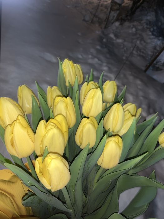 Свежие тюльпаны
