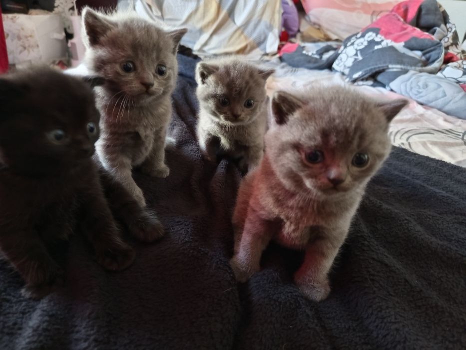 Британски котенца