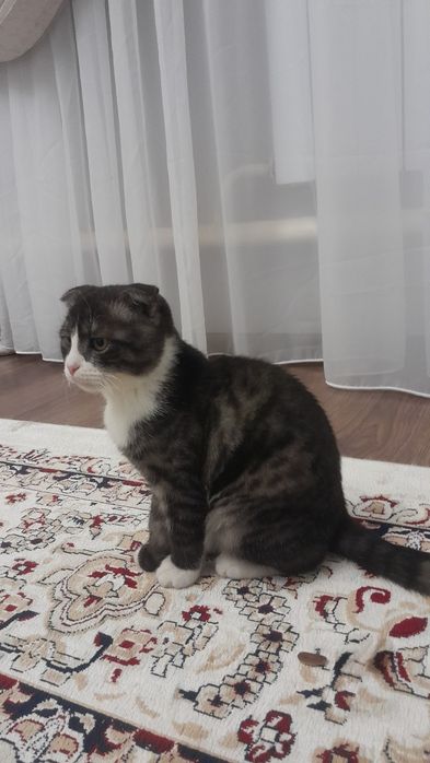 Кошка сатыладыыыы