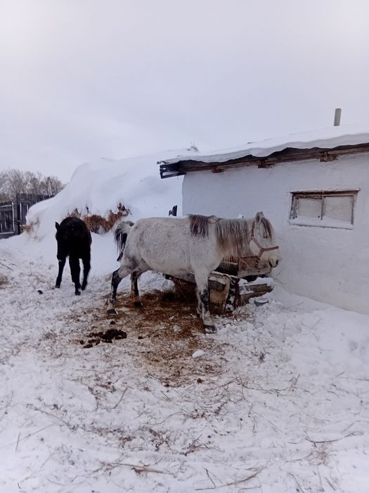 Продам кобылу с жеребенком