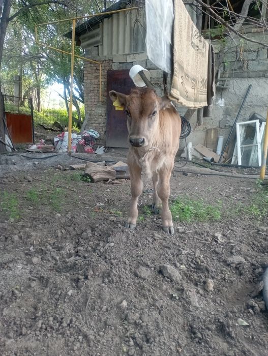 Продам Бычка 3 месяца