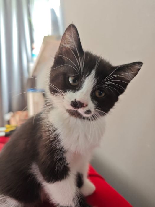 кошка в добрые руки