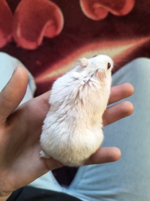 Vând hamster alb pufos și foarte blând.