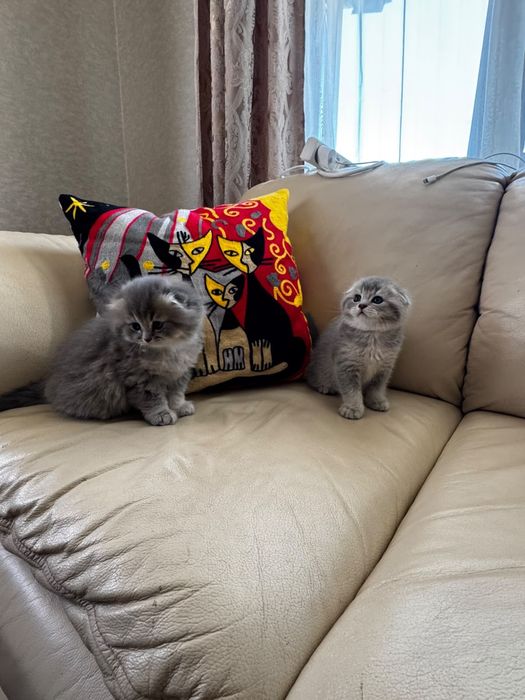 Котята шотландские вислоухие