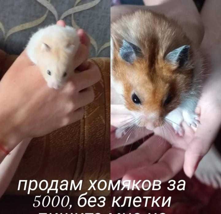 Хомячки без клетки