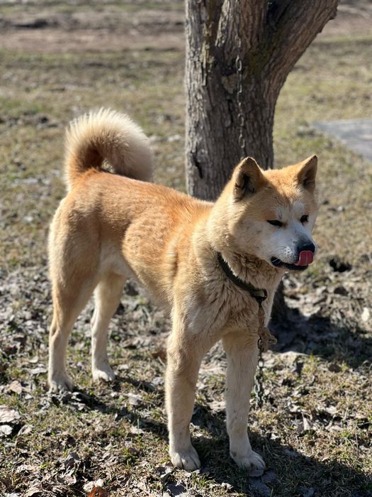 Продается собака срочно