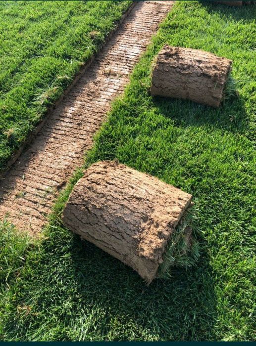 Газон тайёри ва ўруғдан экамиз гарантия 100%