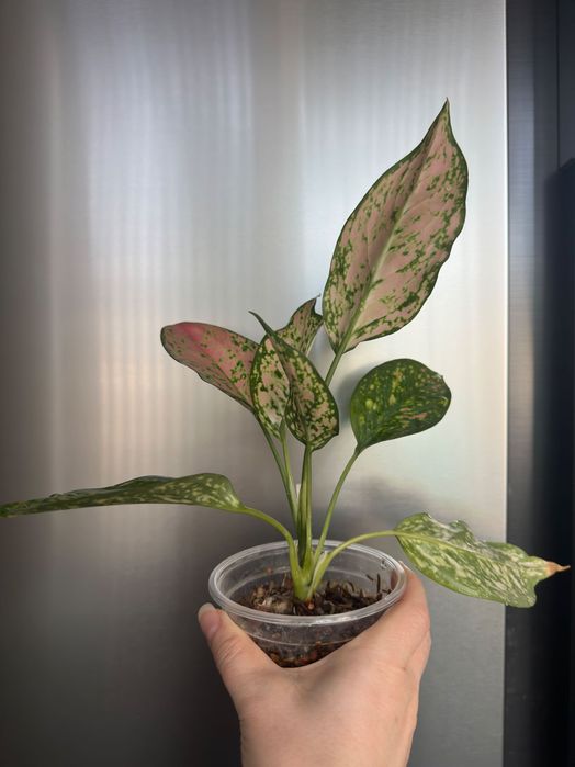 Продается аглаонема розовая