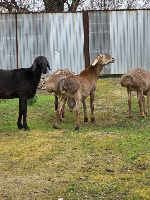 Арашан Сарыагаш Капланбек