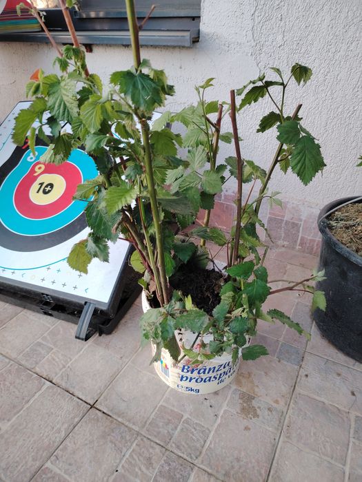 Stoloni ghiveci capsune produc tot anul butasi mure