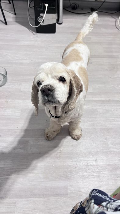 Передержка/гостиница для собак