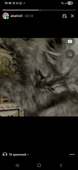 Кошка  8 месяцев