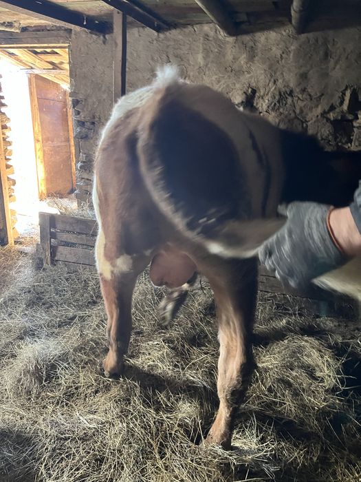 Продам упитанного молодого бычка