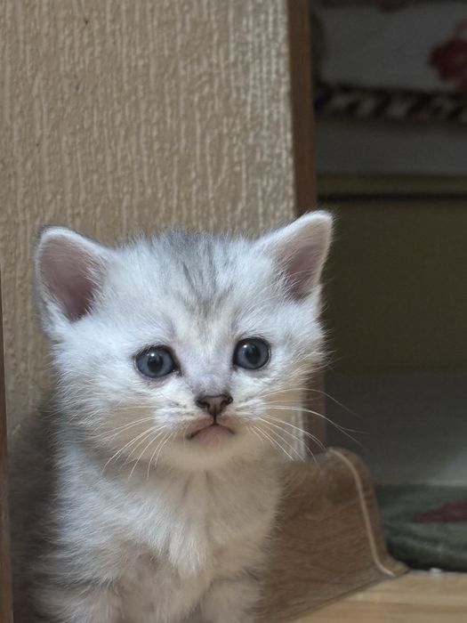 Продаются очаровательные котята!