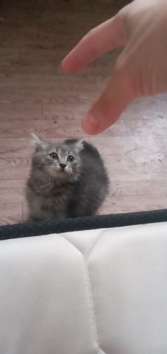 Отдам котёнка бесплатно
