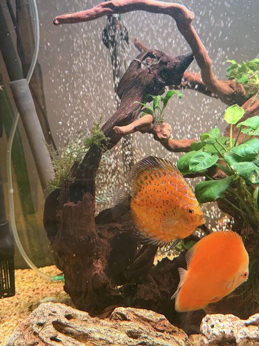 Продается Аквариум и рыбы.