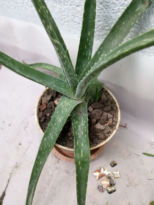 Алоэ Вера растение