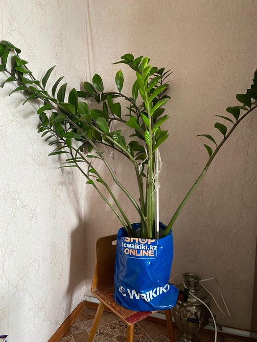 Долларовое дерево (замиокулькас)