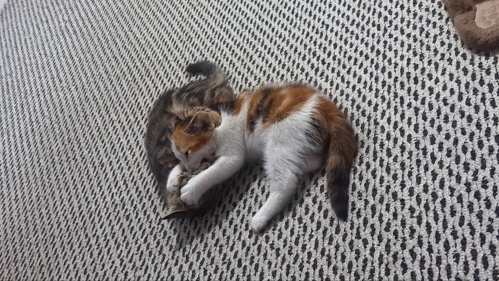 Алматы. Срочно ищет дом котенок. Девочка