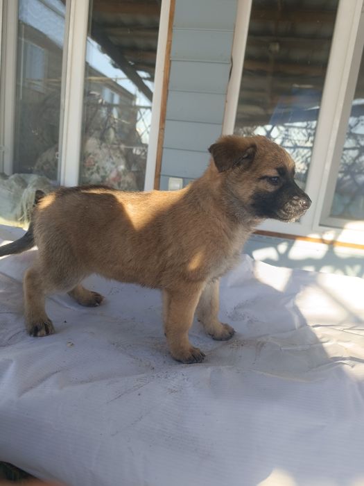 Отдаются щенки последние  2 девочки